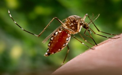 Mosquito Aedes aegypti